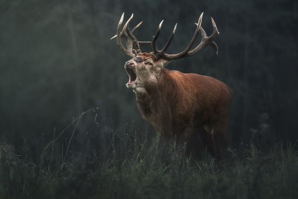 Фотография автора Рудченко Ольга