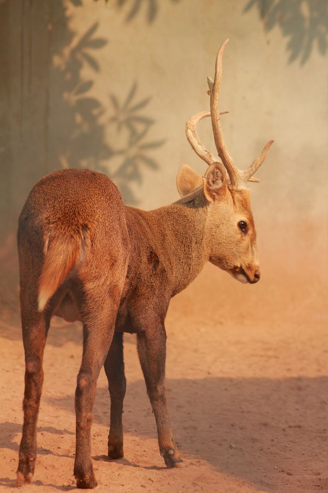 Malaysian Bawean Deer