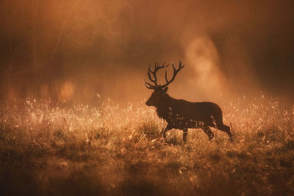 Фотография автора Рудченко Ольга