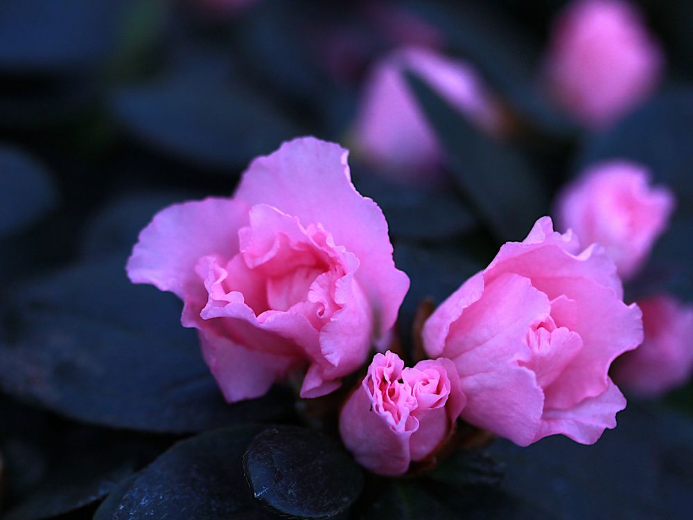 Photograph by Гагик Саркисян