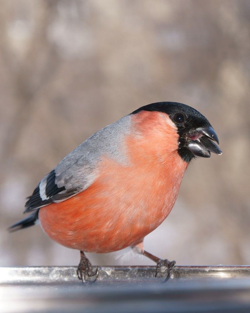 Самочка снегиря с розовой грудкой держит семечку в клюве