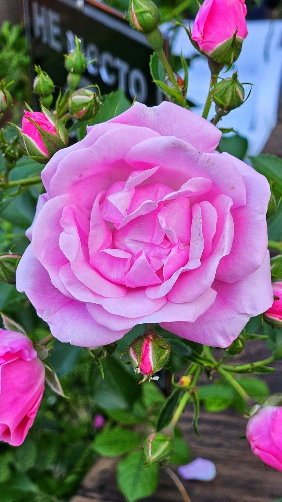 Photograph by Оксана Новикова