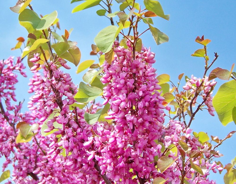 Photograph by Octavian Timosco