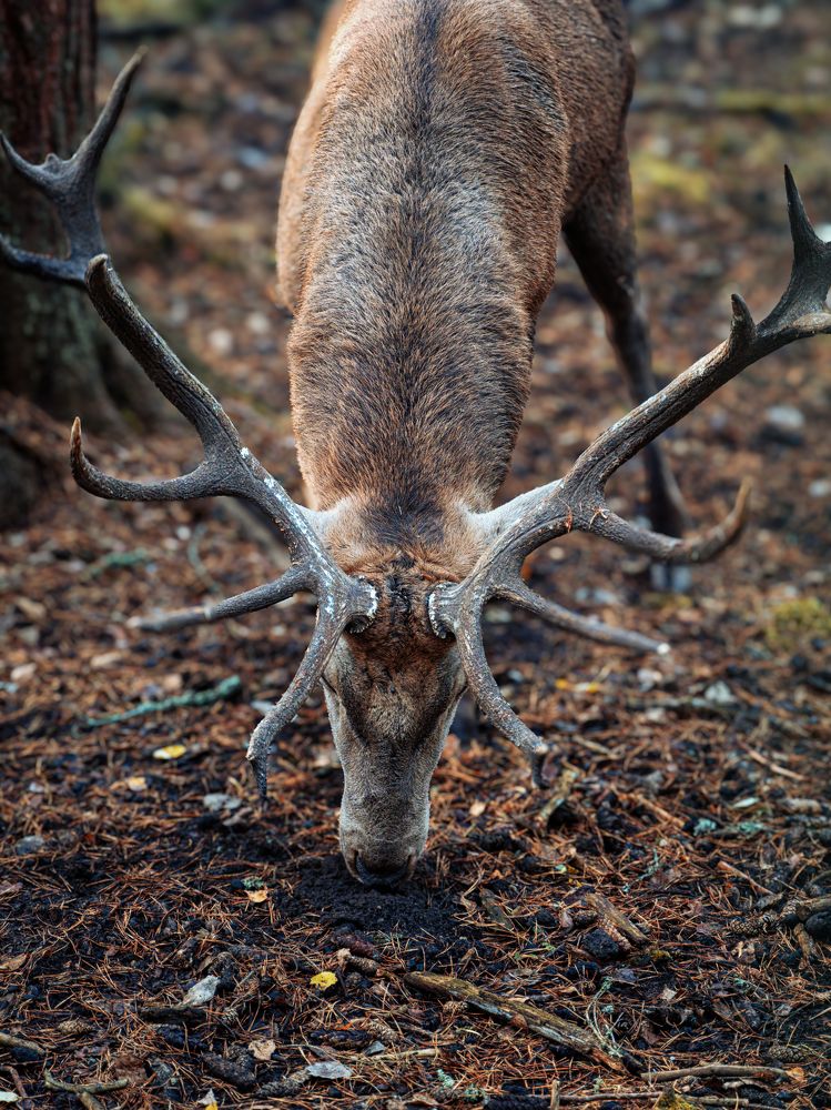 Photograph by Aleksey