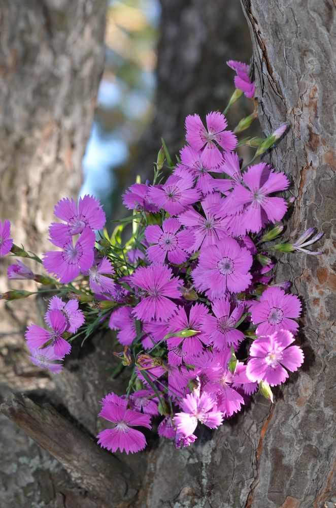 Photograph by Людмила Воропаева
