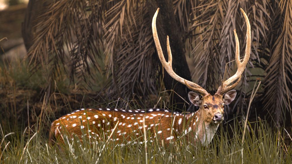 Photograph by Nirwan Malviya