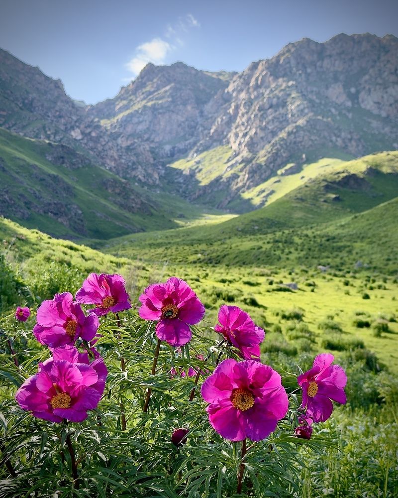 Photograph by Ольга Бибекина