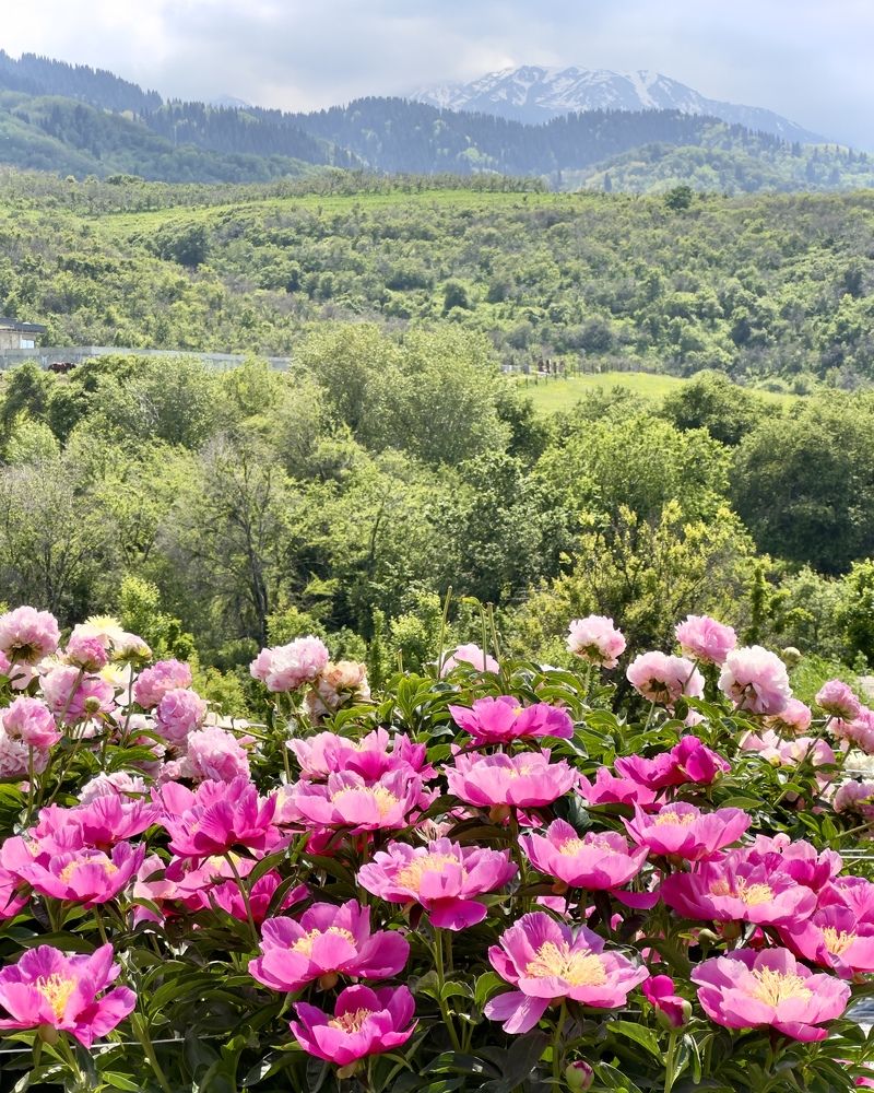 Photograph by Ольга Бибекина