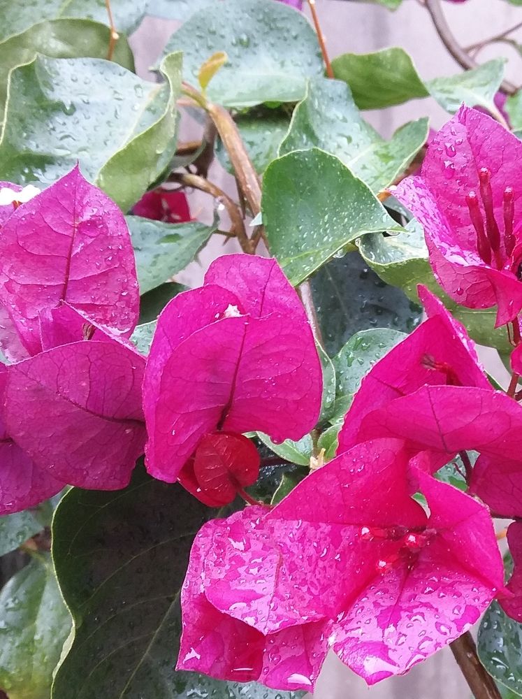 Фотография автора Adriana Rocha