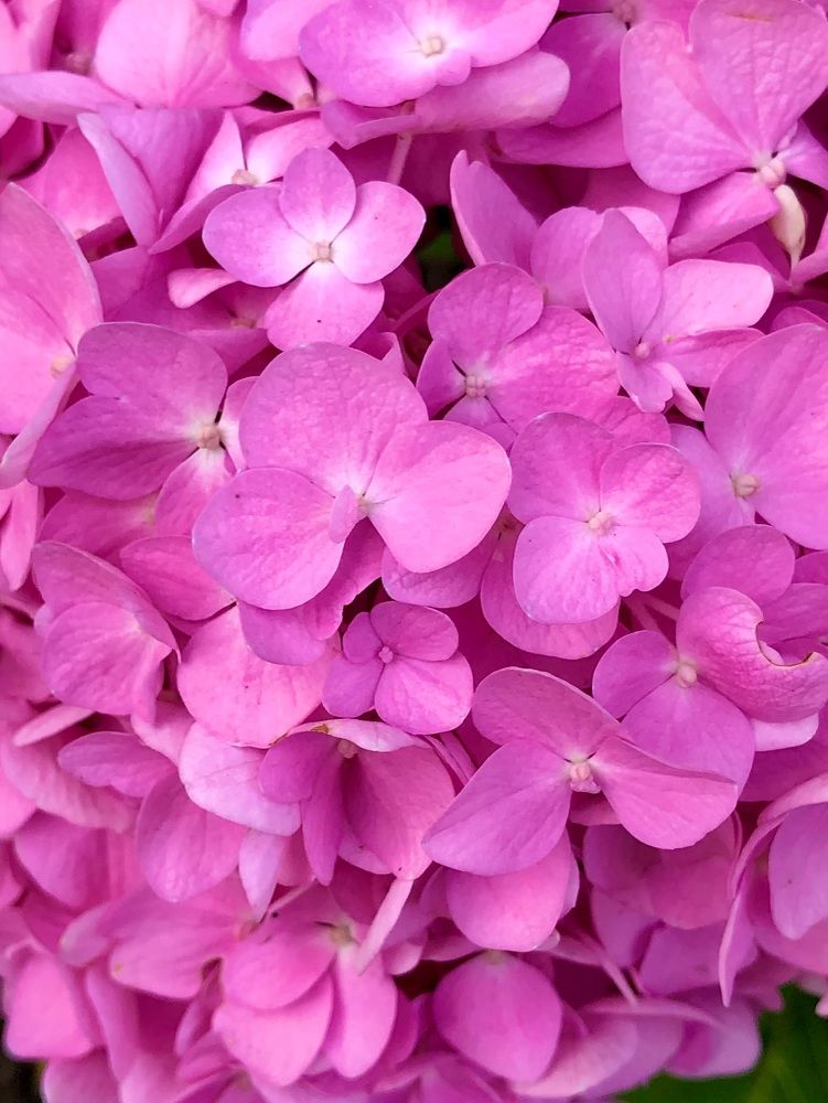 Photograph by Halina Mitsevich