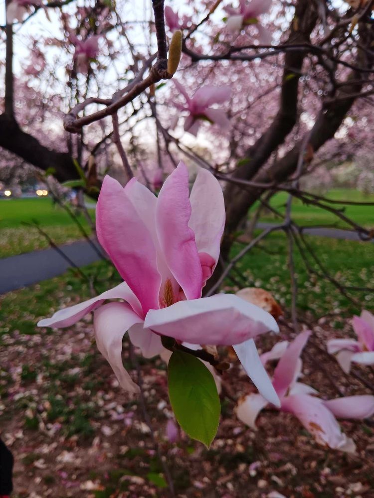 Фотография автора Adriana Rocha