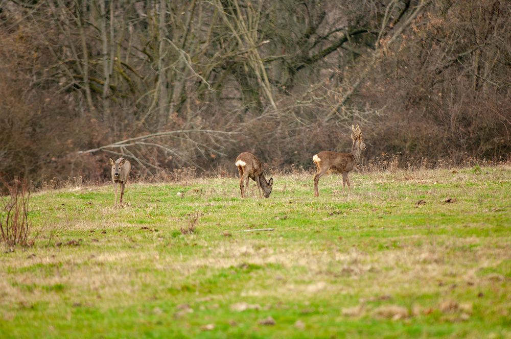 Фотография автора Chorche Prigo
