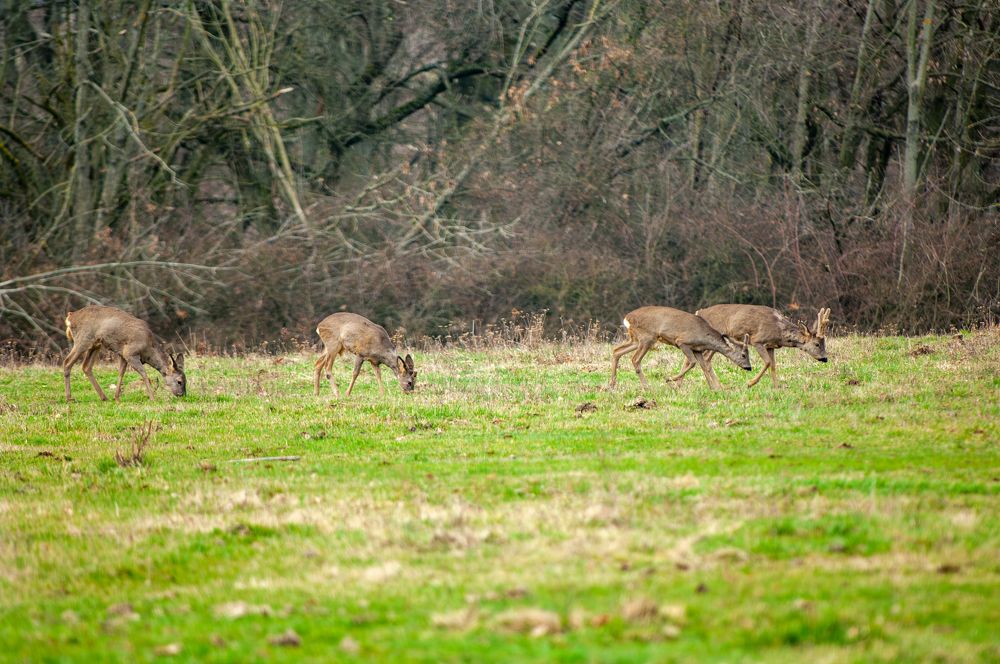 Фотография автора Chorche Prigo