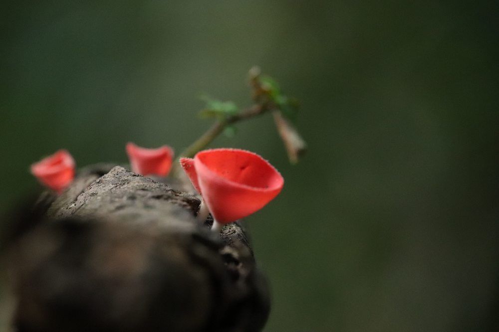 Фотография автора Gokul K. U