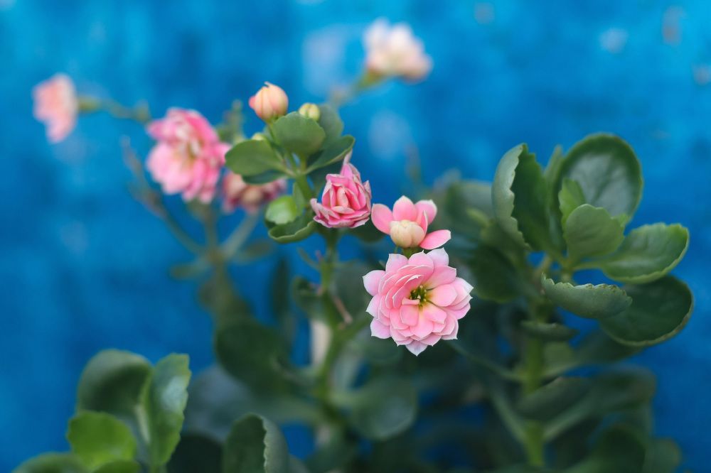 Photograph by Natasha Kim