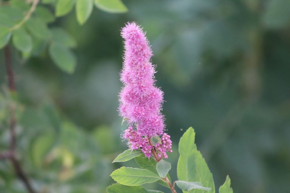 Photograph by Natasha Kim