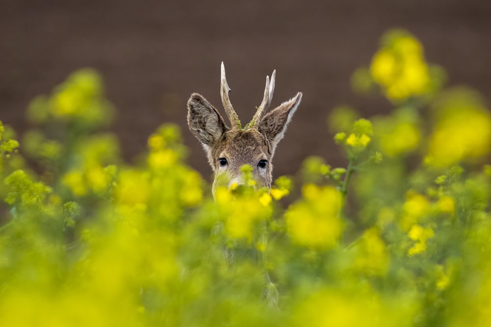 Photograph by Slobodan Botoški