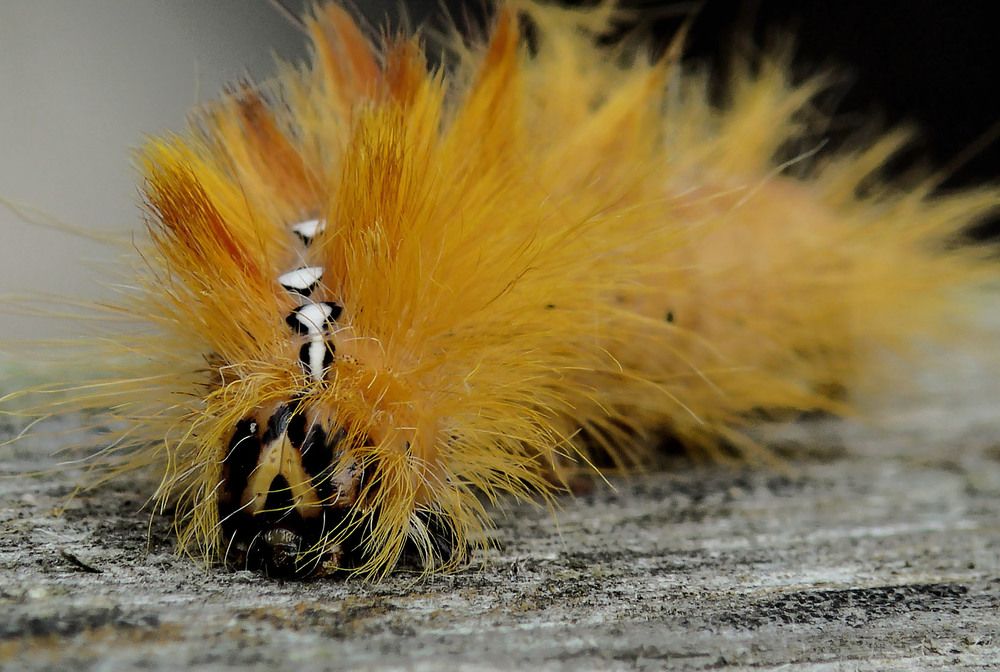 Photograph by Marjo Steffen