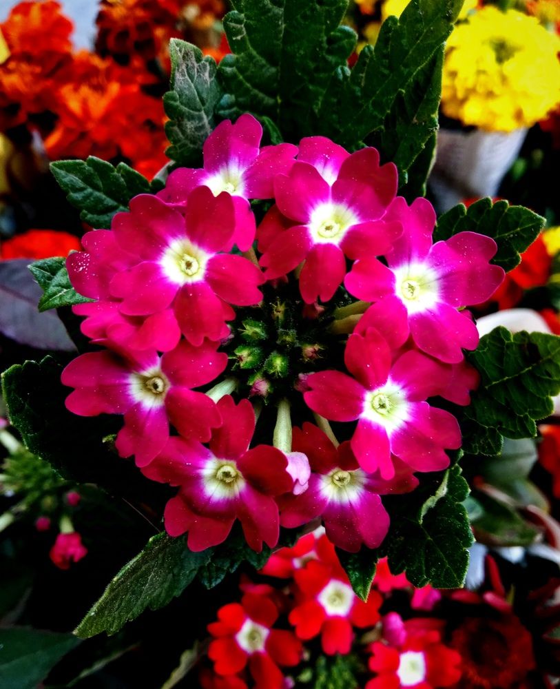 Фотография автора Debdutt Saha