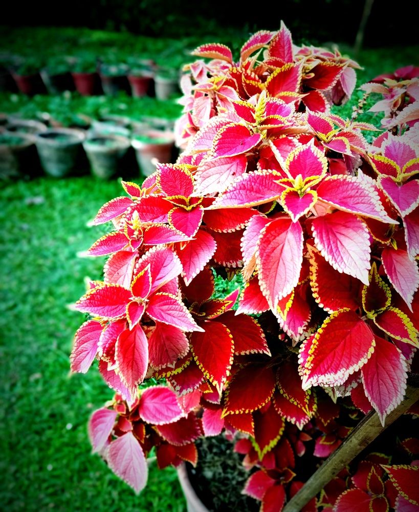 Фотография автора Debdutt Saha