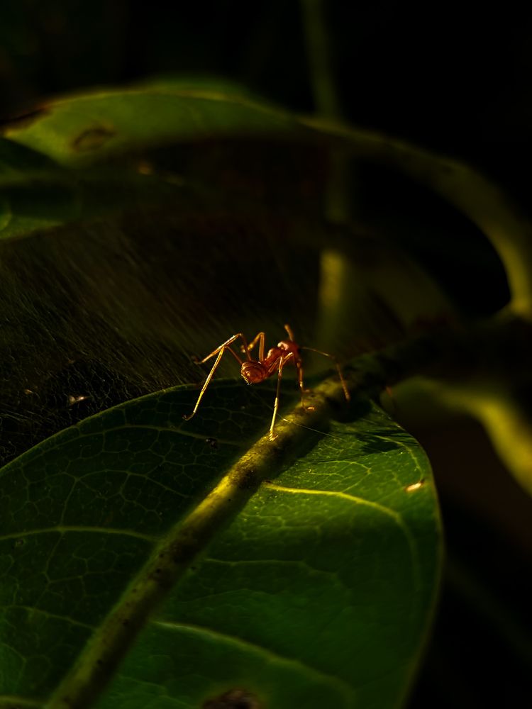 Photograph by Hype 08