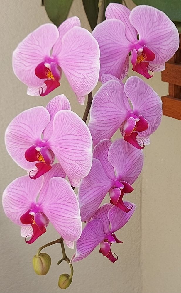 Photograph by Rosane Cortez