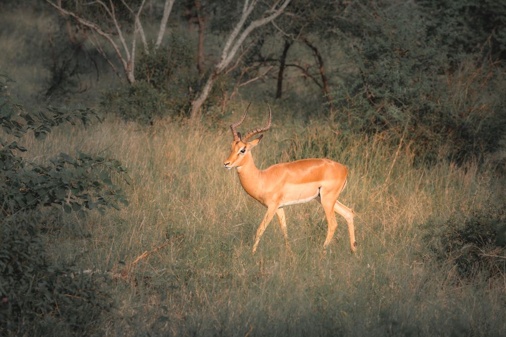 Photograph by Lara Iris