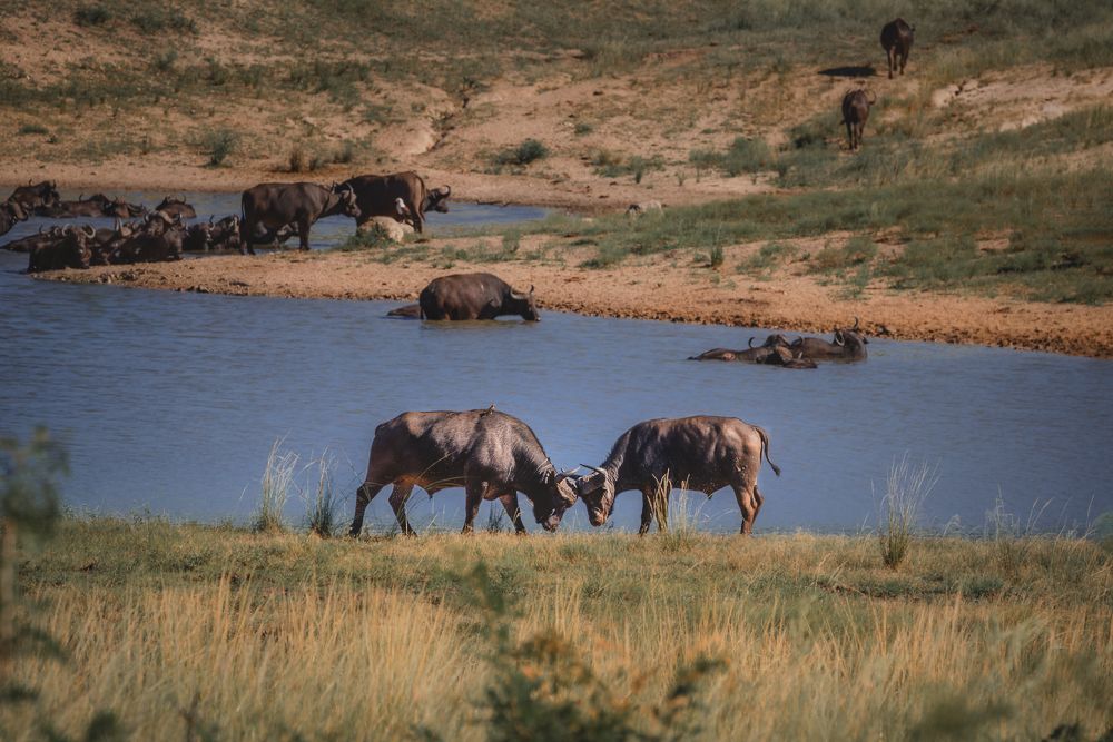 Photograph by Lara Iris