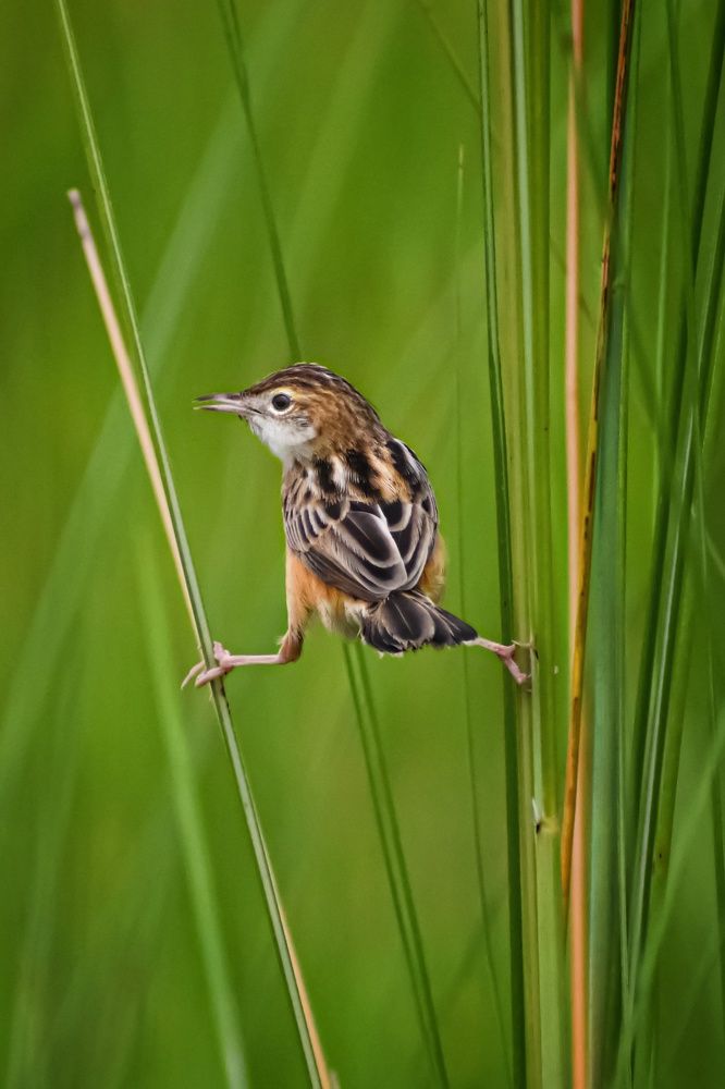 Photograph by Subrata Das
