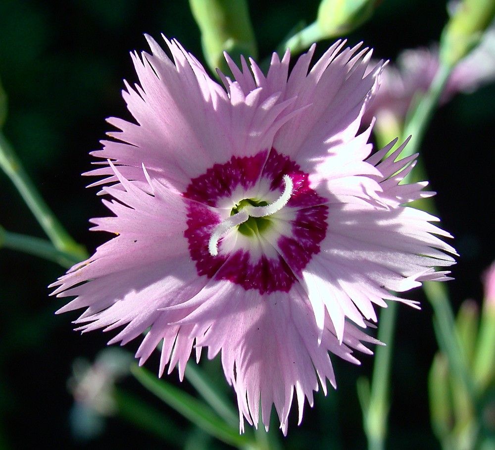 Photograph by Zakharov Matvey