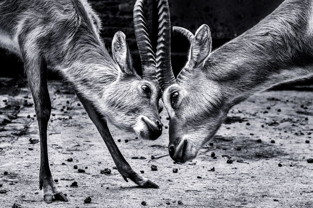 Photograph by Chamara Sulakkhana Polwatta Siriyalage