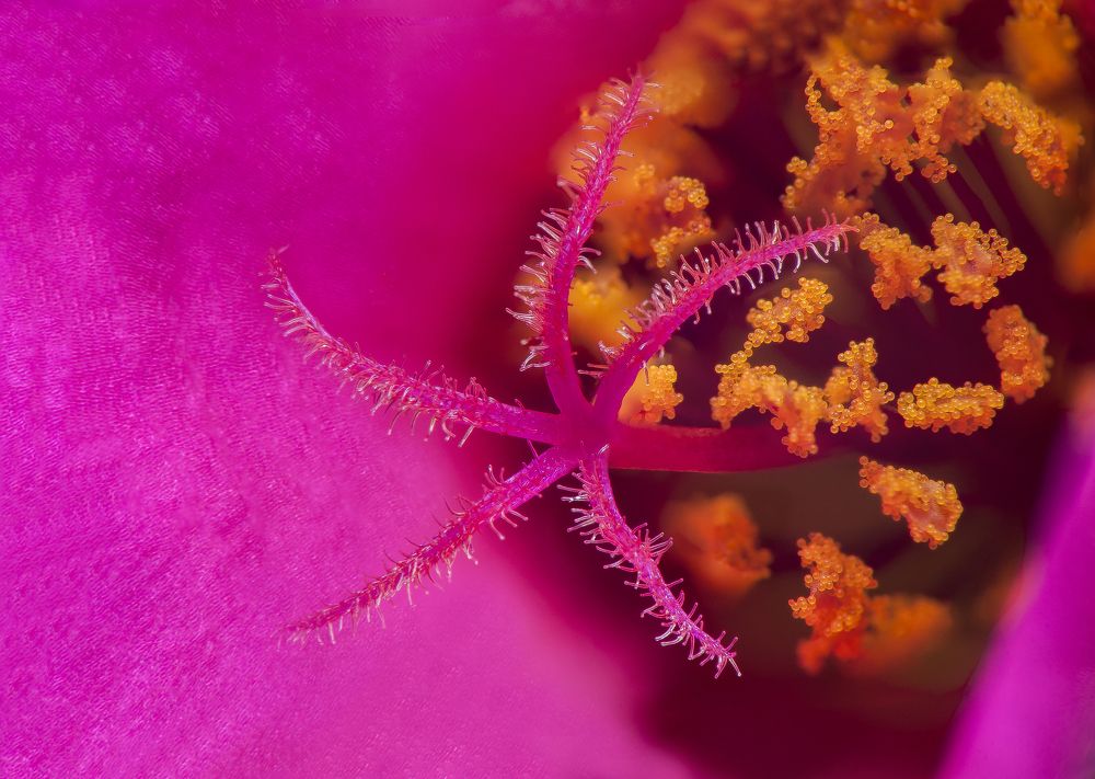 Photograph by Chamara Sulakkhana Polwatta Siriyalage