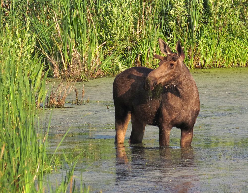 Photograph by Олег Юмашев