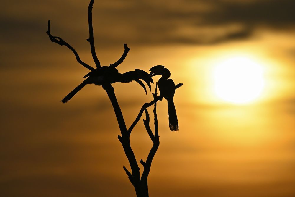 Фотография автора ROHAN MADDUMARACHCHI