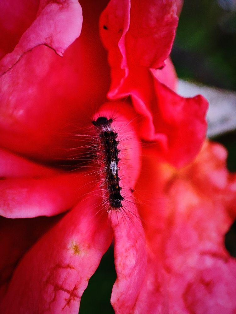 Фотография автора Debdutt Saha