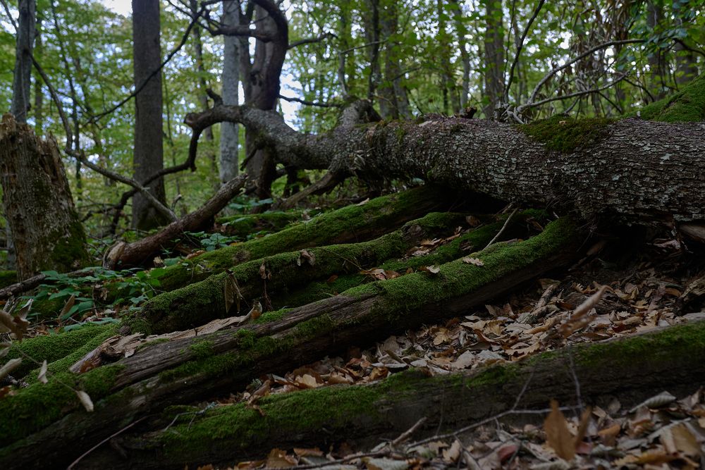 Photograph by Михаил Рогачев