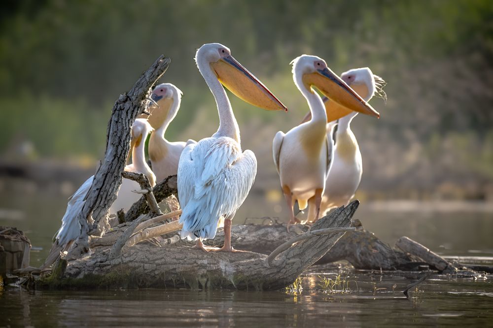 Photograph by Cosma Laura