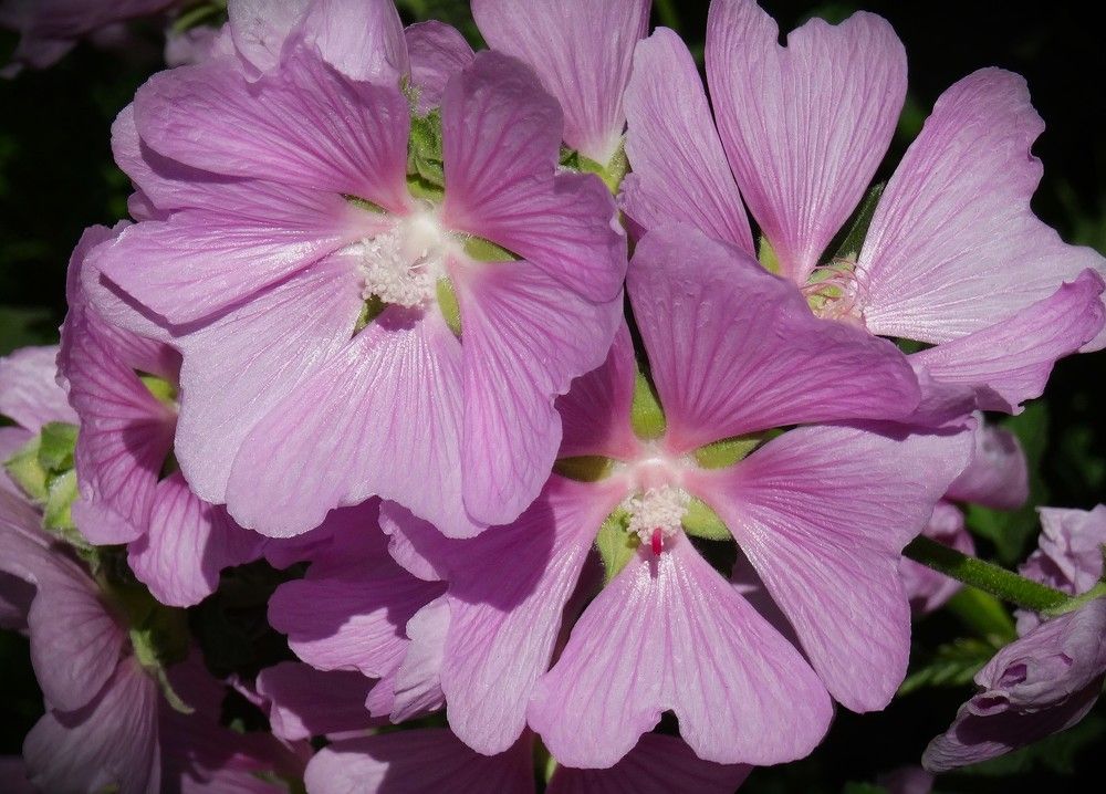 Photograph by Марина Раткун