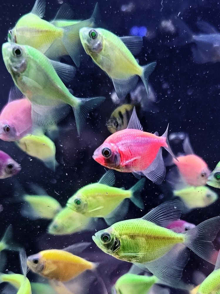 Фотография автора Samane Naji