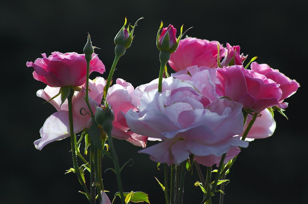 Photograph by Анатолий Святой