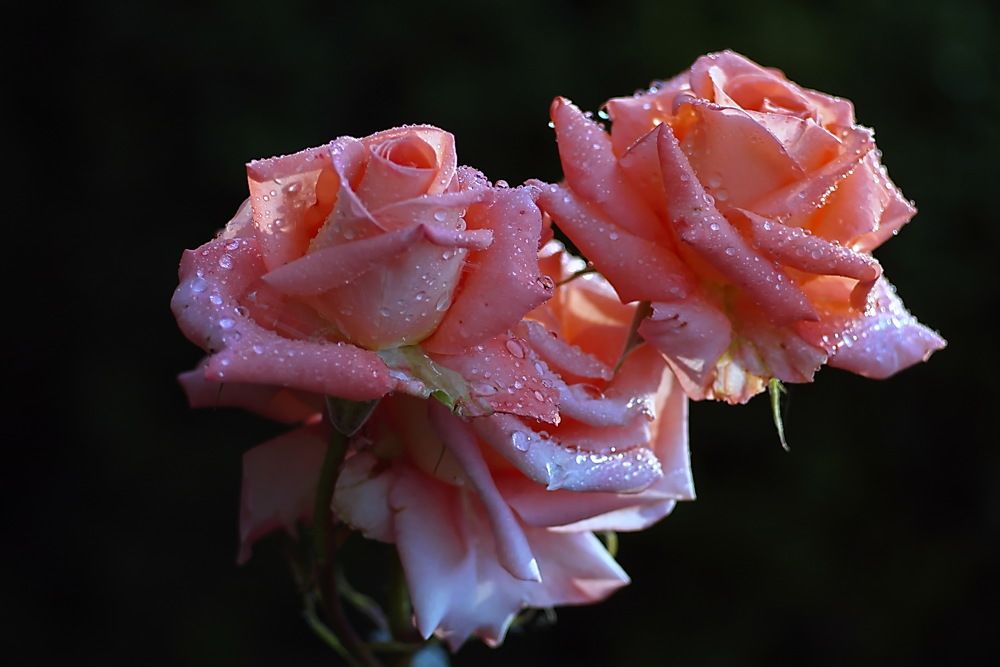 Photograph by Анатолий Святой