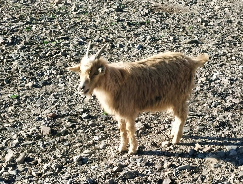 Встреча в степях Монголии