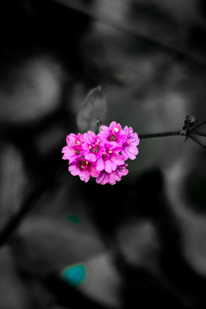 Photograph by SARAVANA MANICKAM