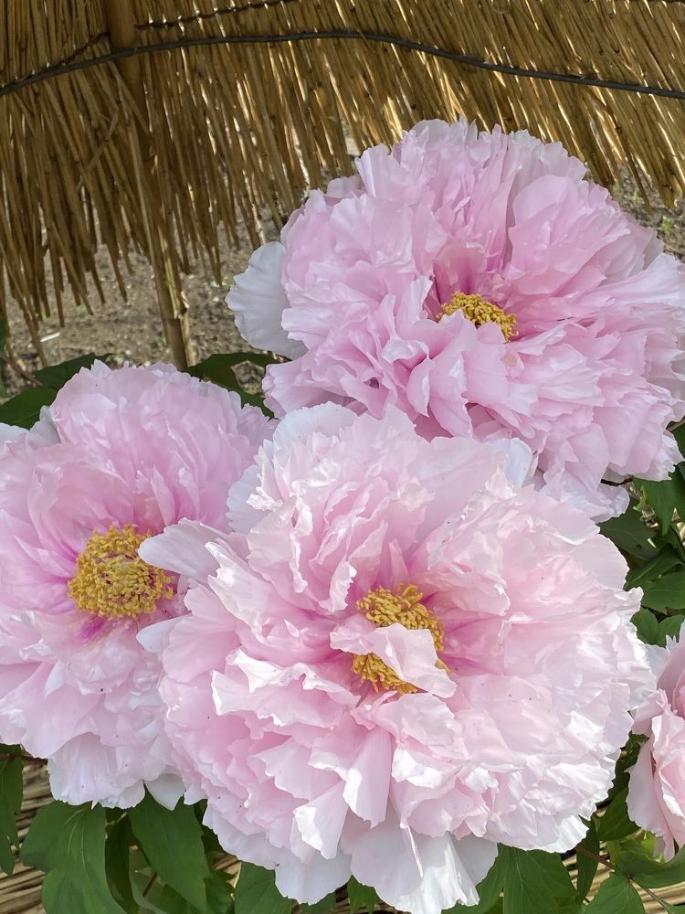 Фотография автора Ирина Бакалова