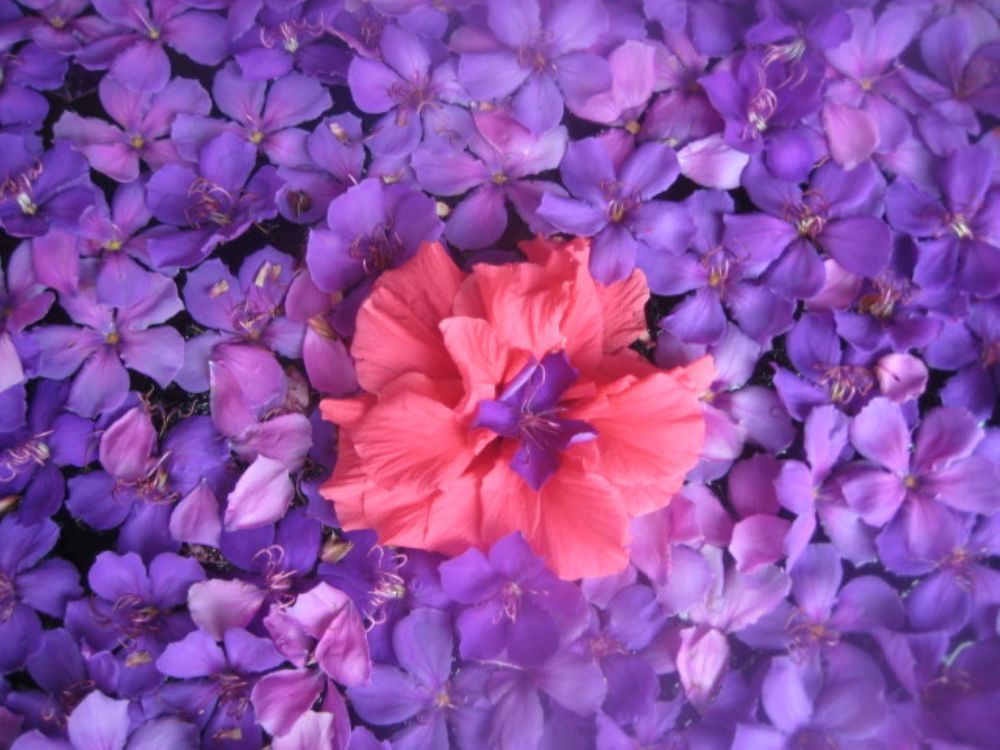 Фотография автора Елена Александрова