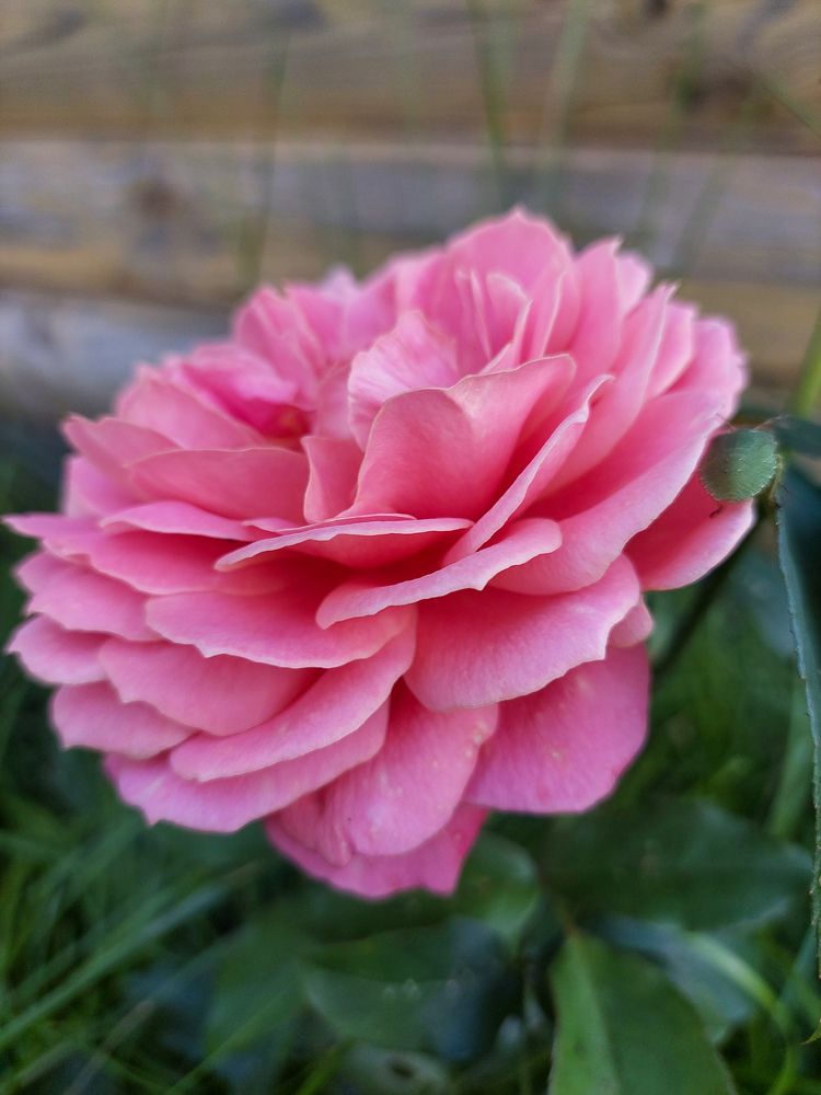 Фотография автора Светлана Дунаева