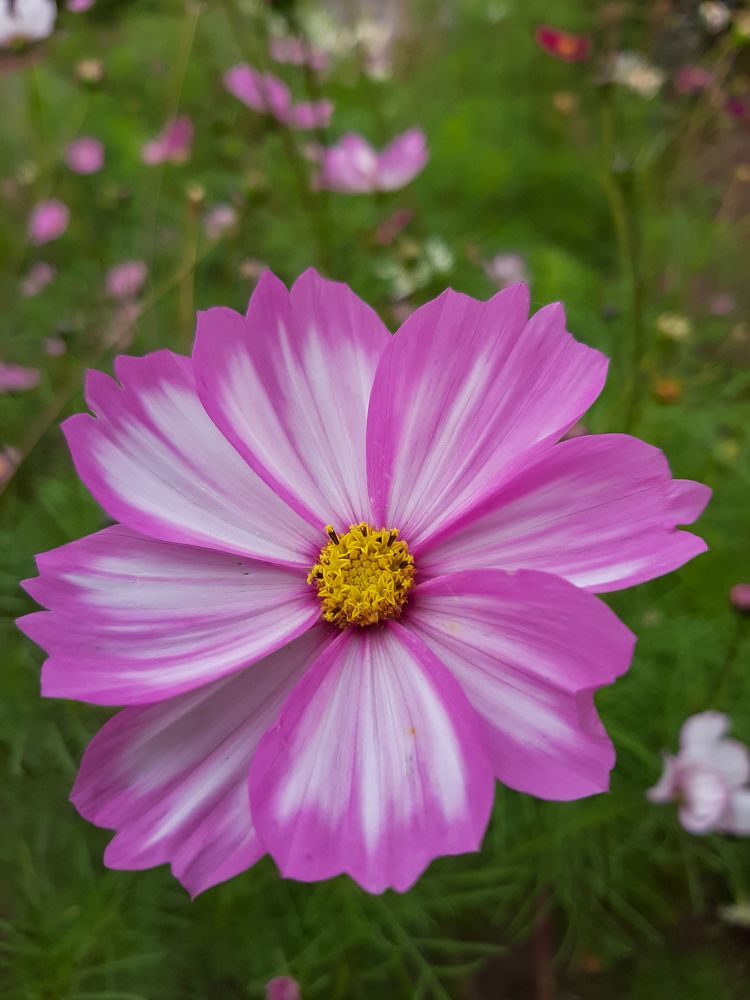 Фотография автора Светлана Дунаева