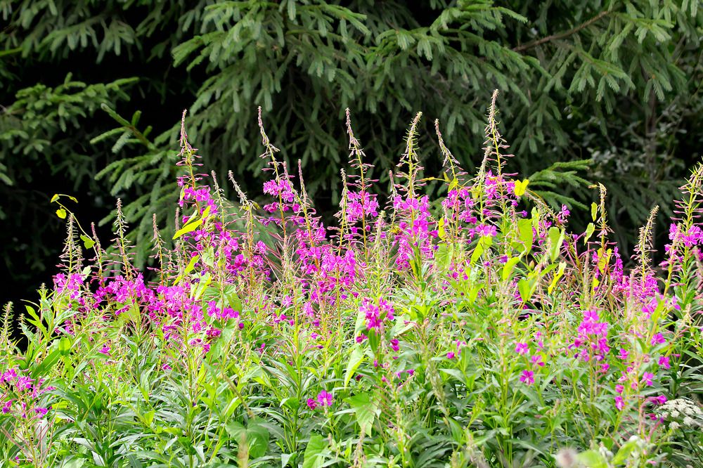 Photograph by Татьяна Слесарева