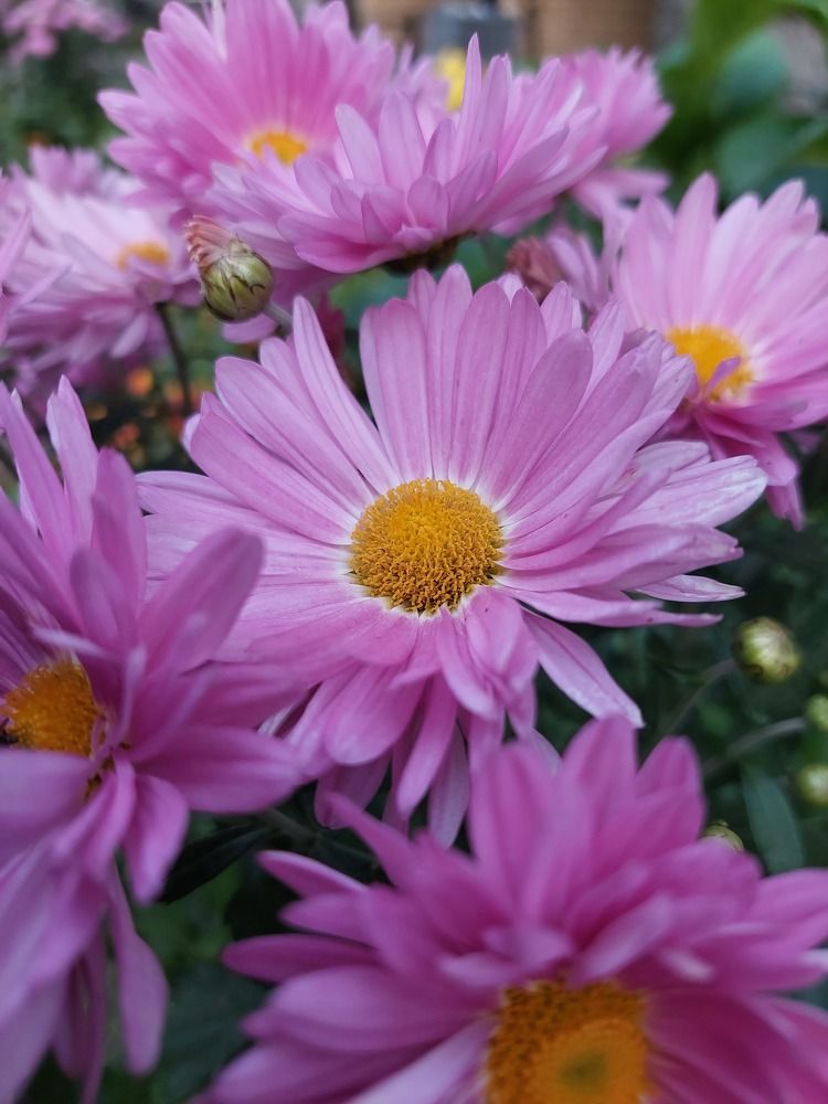 Фотография автора Светлана Дунаева