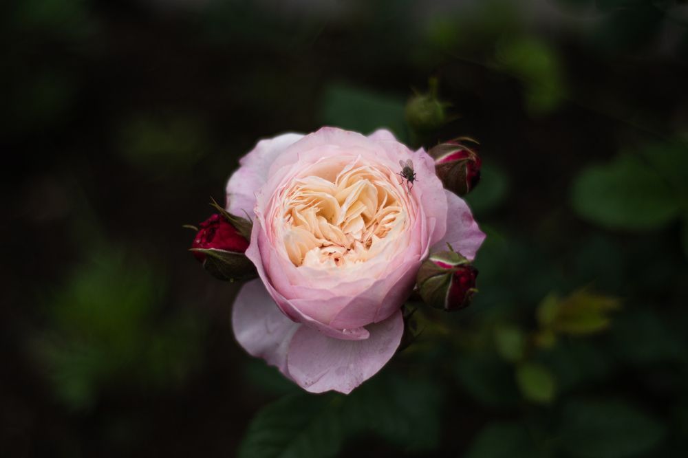 Photograph by Ксения Малютина